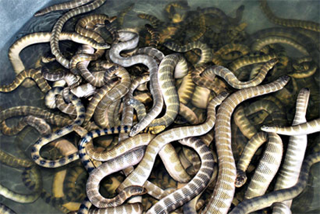 đẻn quảng bình