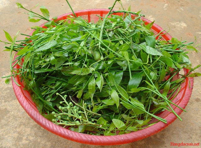rau-sang-dac-san-chua-huong