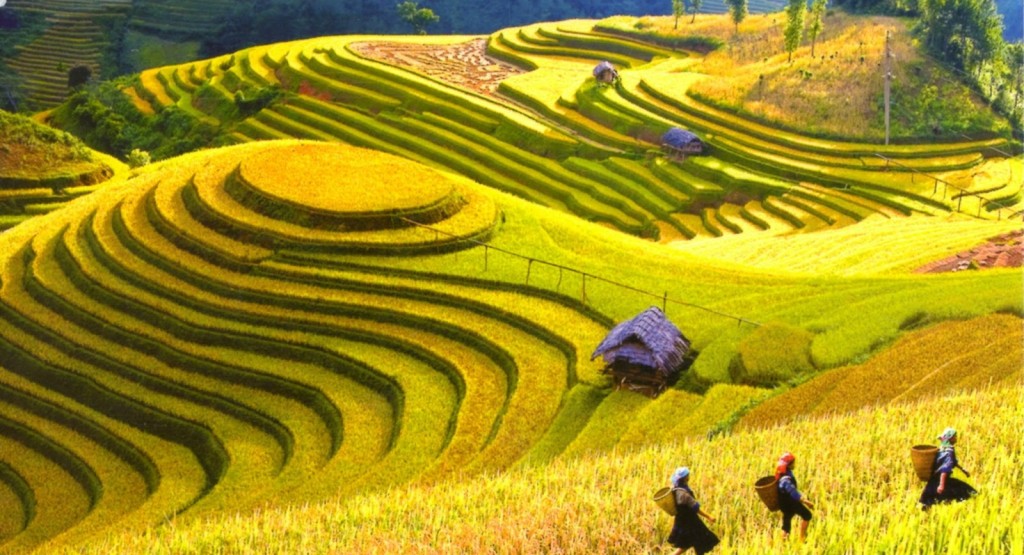 sapa terraced rice fields