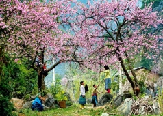 hoa đào hà giang