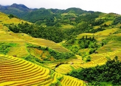 ruộng bậc thang hoàng su phì