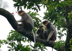 Linh trưởng, cúc phương