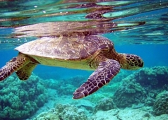 rùa biển côn đảo