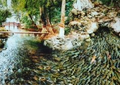 suối cá thần cẩm thủy