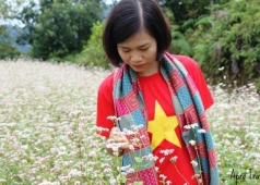 hoa tam giác mạch hà giang
