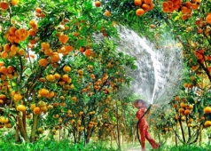miệt vườn miền tây