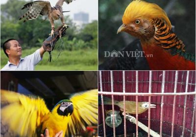 Những loại chim quý giá “cực khủng” của đại gia Việt