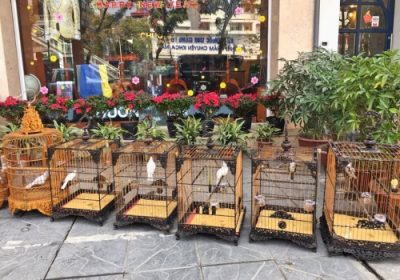 Chiêm ngưỡng Họa Mi bạch tạng giá 15.000 của ông vua chim màu