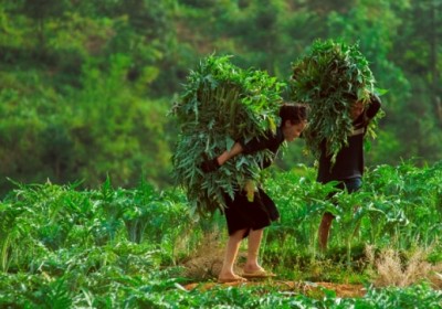 Vẻ đẹp bản Lao Chải – Tả Van