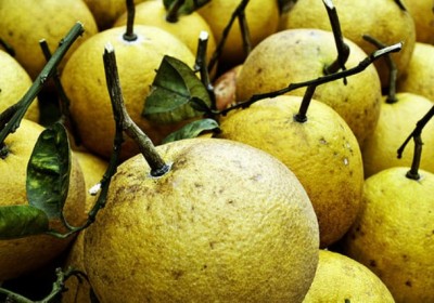 Du lịch Phú Thọ – Đất Tổ mua đặc sản về làm quà