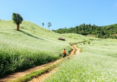 Sắc hoa cải trắng Mộc Châu