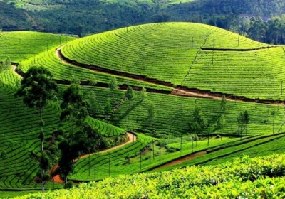 Những đồi chè xanh mướt ở miền Bắc