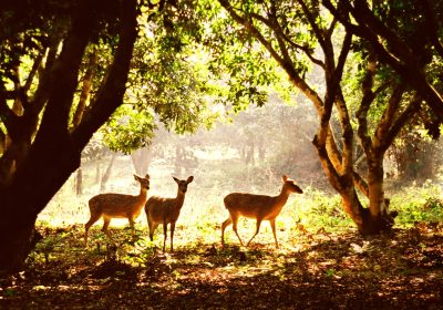 Tour du lịch  Cúc Phương 1 ngày giá rẻ- Du lịch Apro