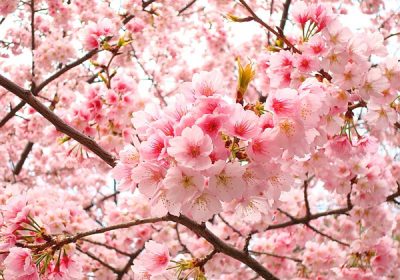 10.000 cành Anh Đào khoe sắc tại Vườn hoa Lý thái tổ, Hoàn Kiếm, Hà Nội