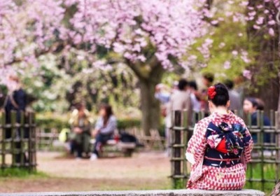 Lễ hội ngắm hoa anh đào tại Nhật Bản