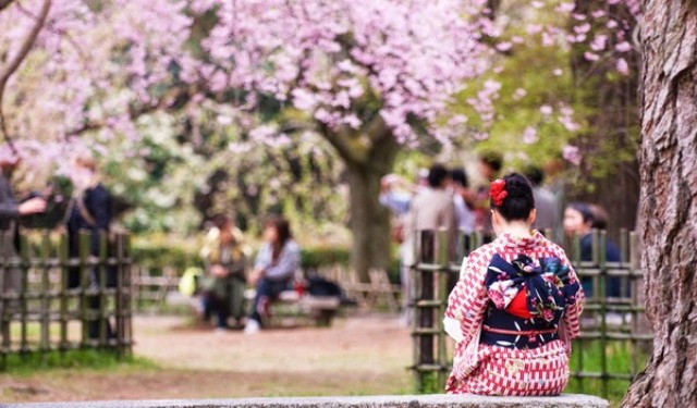 Lễ hội ngắm hoa anh đào tại Nhật Bản