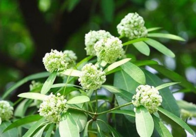 Những trải nghiệm nên thử khi du lịch mùa thu Hà Nội