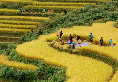 Giới thiệu về tour du lịch sapa mùa lúa chín