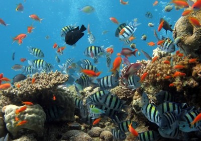 Câu cá – lặn ngắm san hô ở bán đảo Sơn Trà 1 ngày