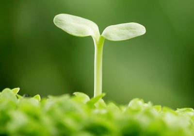 Hướng dẫn bạn cách làm tinh chất mầm đậu nành tại nhà đơn giản