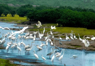 Những sân chim, vườn cò nổi tiếng ở miền Tây